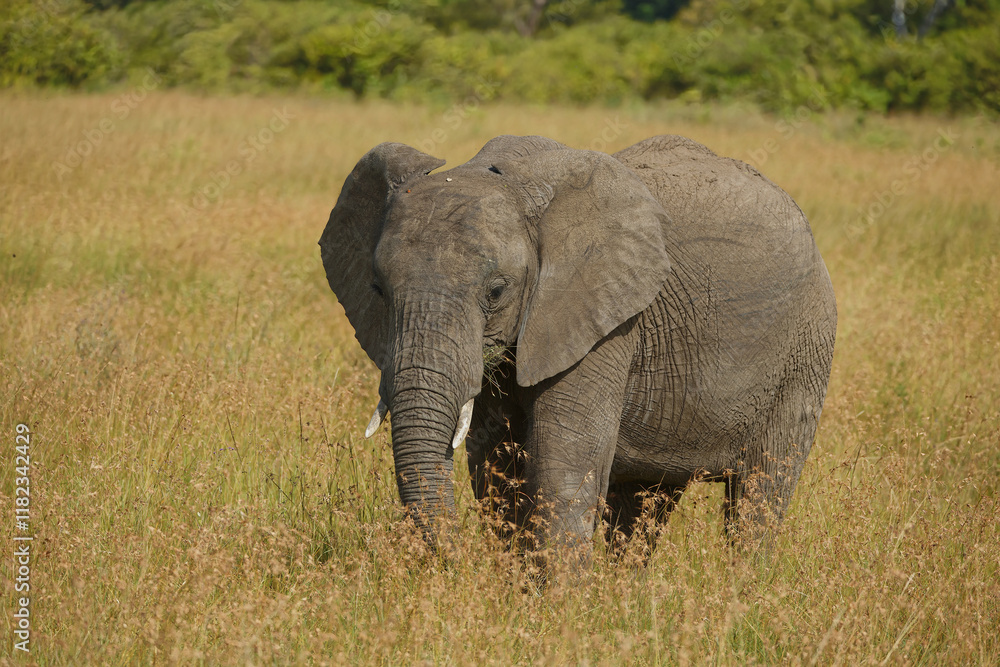 Beautiful Picture of the African Bush Elephant at Masai Mara National Park. Picture is apt for the living room as wallpaper Beautiful Picture of the African Bush Elephant at Masai Mara National Park. Picture is apt for the living room as wallpaper