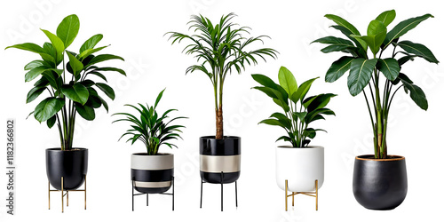Collection of various Tropical plants in pots isolated on transparent background.