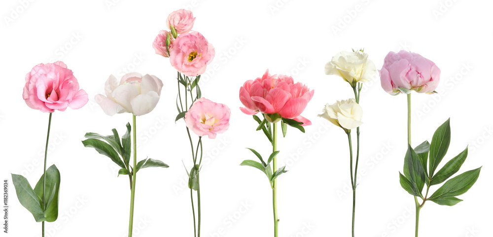 Obraz premium Different beautiful flowers in row isolated on white, set