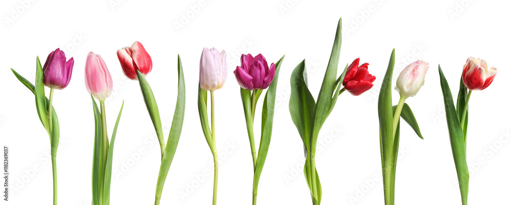 Naklejka premium Different beautiful tulip flowers in row isolated on white, set