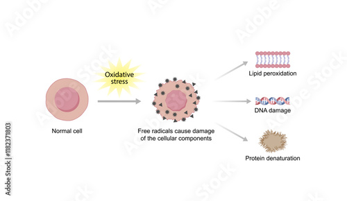Oxidative stress. Free radicals cause oxidation of the cellular membrane proteins and lipids, and damage of the cellular components. Vector scientific illustration.
