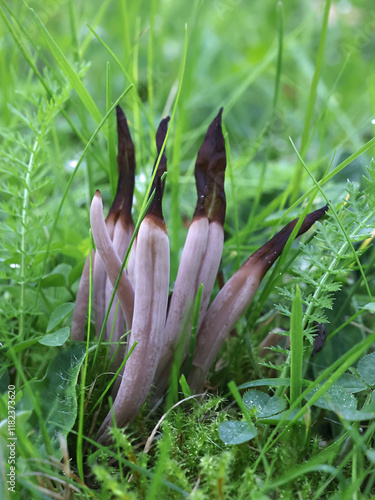 Clavaria fumosa, commonly known as the smoky clavaria or smoky spindles, wild fungus from Finland photo