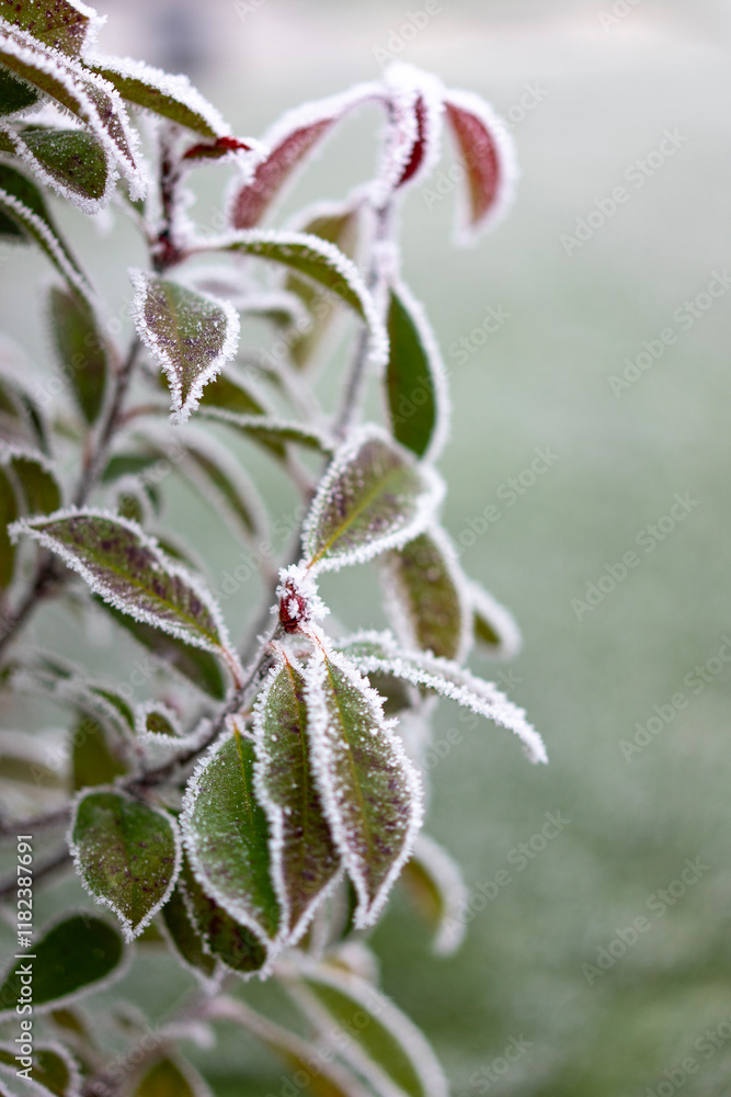 frozen leaves moody nature winter time frozen leaves moody nature winter time