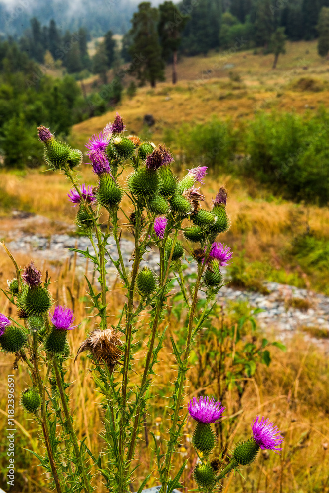 Obraz premium Beautiful wildflowers on a meadow. Beautiful nature landscape