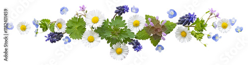 Photos Frise de fleurs printanières sauvages