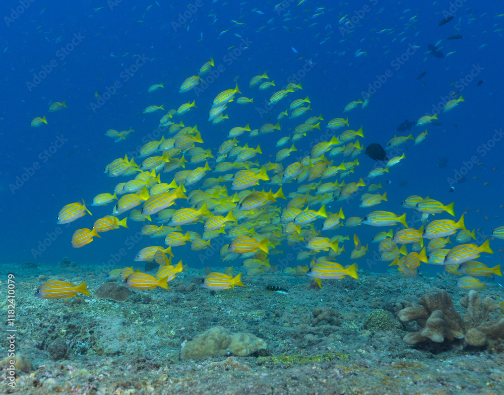 Fototapeta premium Underwater image taken while. scuba diving off Havelock Island (Andaman and Nicobar Islands, India)