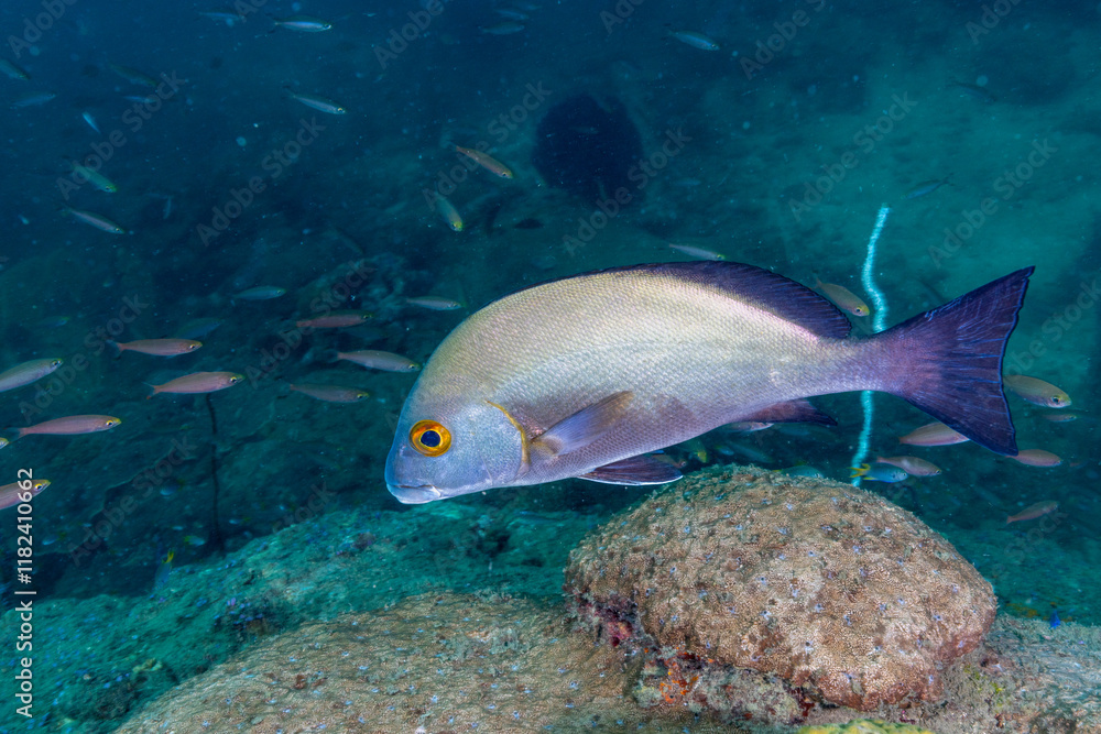 Naklejka premium Underwater image taken while. scuba diving off Havelock Island (Andaman and Nicobar Islands, India)