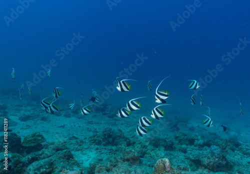 Underwater image of school of Bannerfish - taken while. scuba diving off Havelock Island (Andaman and Nicobar Islands, India) photo