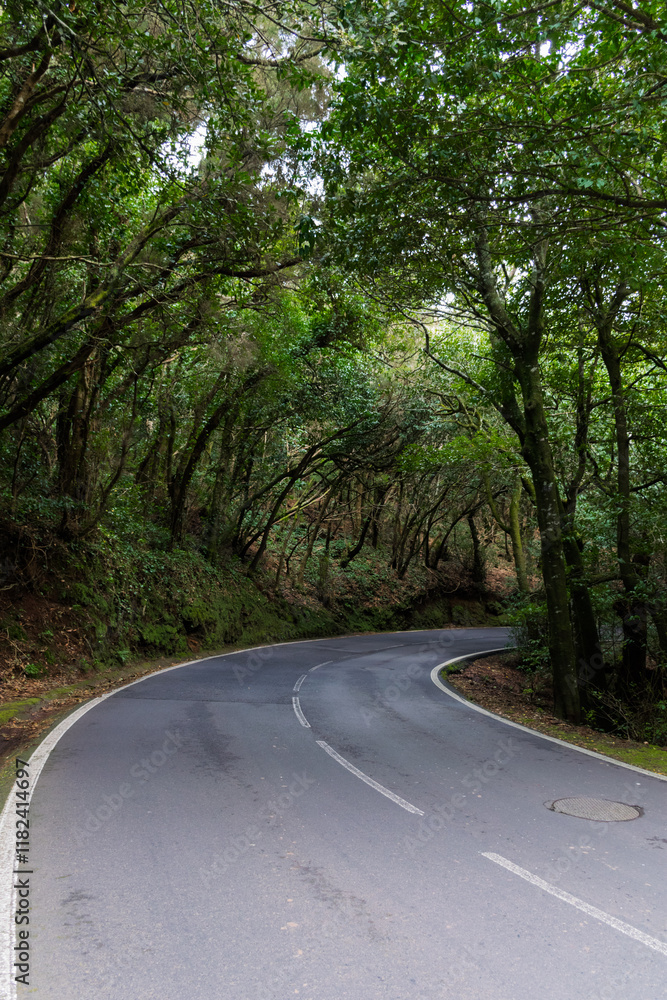 Obraz premium Road winding through thick misty forest of Anaga Rural Park on Tenerife island, Spain