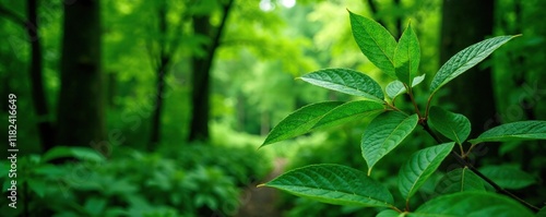 Dense foliage of eurycoma longifolia leaves in a forest or woodland environment, tree, plant life, vegetation
