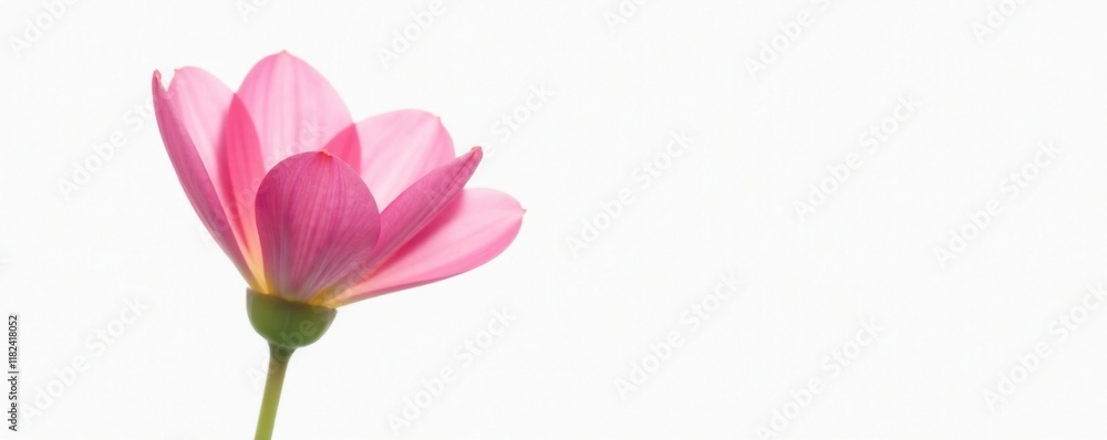 Fototapeta premium Delicate petals unfolding from a slender stem, serene, white background