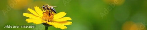 Bee on a flower with yellow petals and green stem, flora, plant, bees flowers