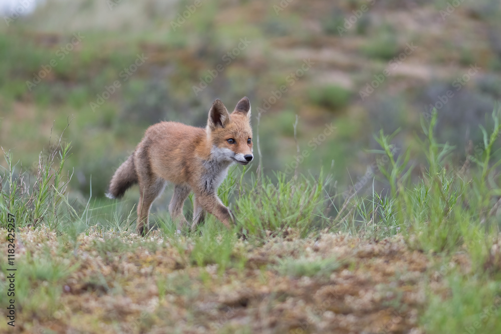 A relaxing young red fox. Standing in the dunes, photographed in the dunes of the Netherlands in a natural habitat. A relaxing young red fox. Standing in the dunes, photographed in the dunes of the Netherlands in a natural habitat.