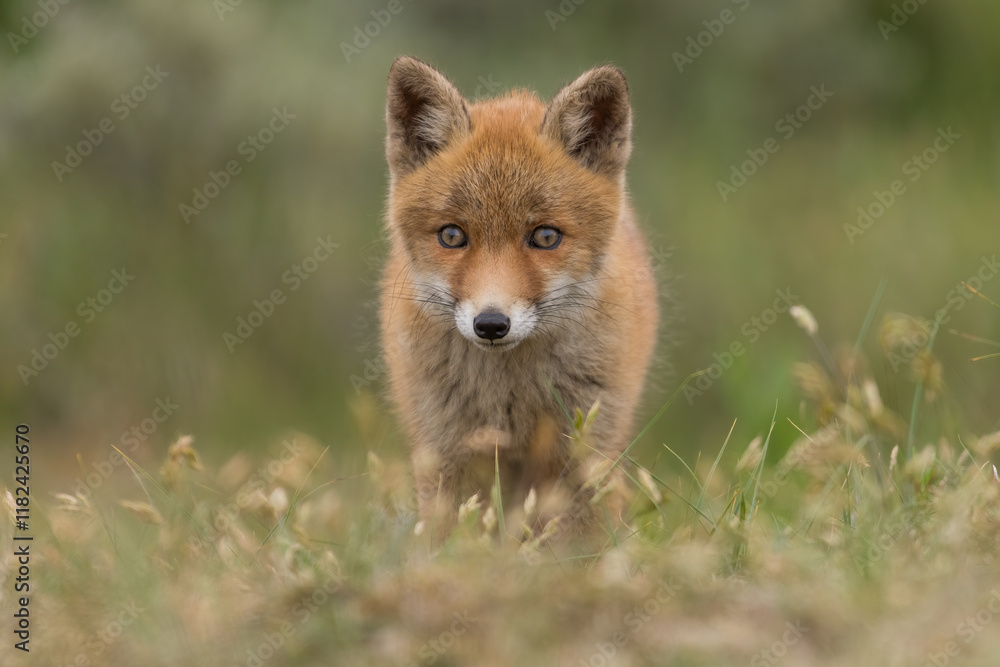 Fototapeta premium A relaxing young red fox. Standing in the dunes, photographed in the dunes of the Netherlands in a natural habitat.