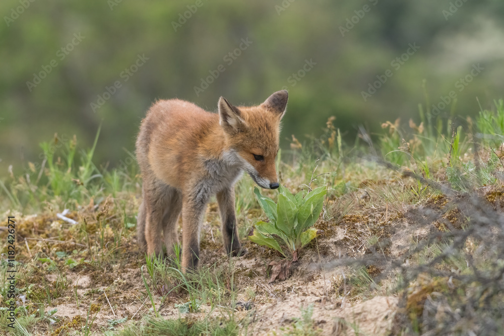 A relaxing young red fox. Standing in the dunes, photographed in the dunes of the Netherlands in a natural habitat. A relaxing young red fox. Standing in the dunes, photographed in the dunes of the Netherlands in a natural habitat.