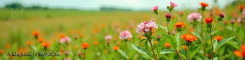 Wild Flor de Baccharis consamguinea growing in field, green, flowers, plants photo