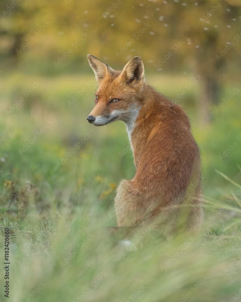 A relaxing red fox. Sitting in the dunes, photographed in the dunes of the Netherlands in a natural habitat. A relaxing red fox. Sitting in the dunes, photographed in the dunes of the Netherlands in a natural habitat.