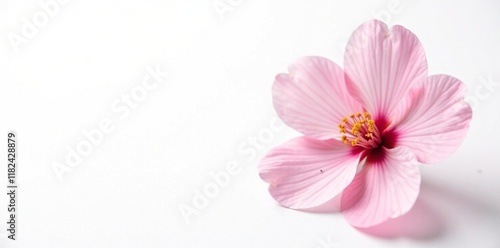 Soft petal Sakura isolated on white background, delicate texture, minimalist, soft