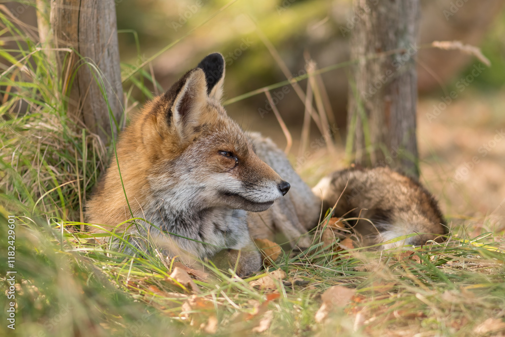 Obraz premium A red fox (Vulpes vulpes) photographed in the dunes of the Netherlands during autumn. With autumn leaves in the foreground.