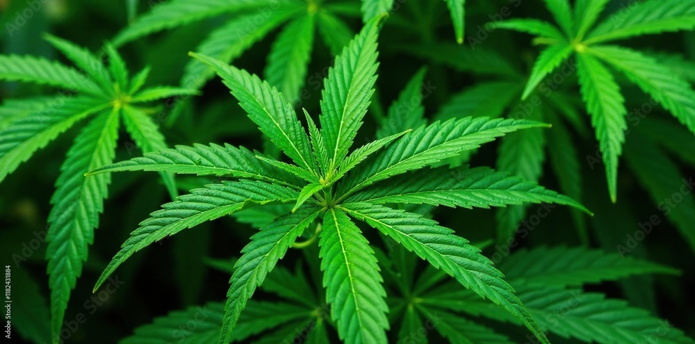 Lush green cannabis leaves with prominent veins, leafy greens, botany Lush green cannabis leaves with prominent veins, leafy greens, botany