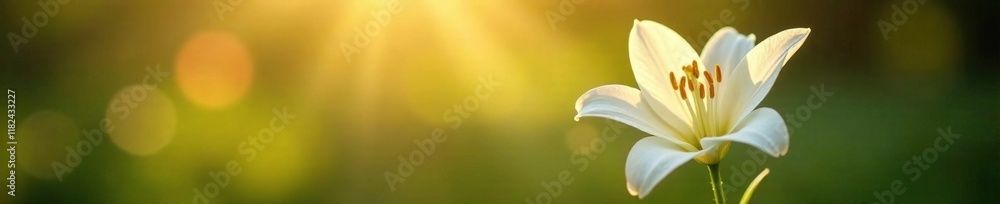 Morning sunbeams highlight a white lily's delicate petals, bright, gentle Morning sunbeams highlight a white lily's delicate petals, bright, gentle