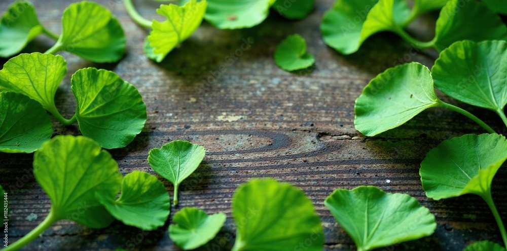 green leaves of ginkgo biloba scattered around a vintage table, ginkgo, texture, natural green leaves of ginkgo biloba scattered around a vintage table, ginkgo, texture, natural