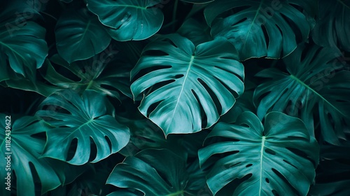 Wallpaper Mural Lush Green Monstera Leaves Tropical Plant Background Torontodigital.ca