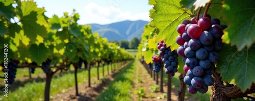 Vineyard rows of ripe shiraz grapes ready for harvest, grapes, okanagan valley, wine country
