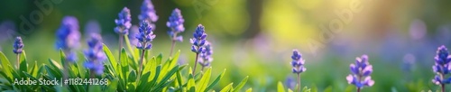 Blue-purple flowers on low-growing plant in the meadow, nature, bloom