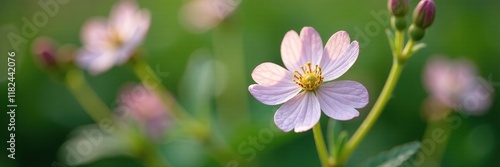 Delicate white petals with pinkish hue on Lamium maculatum Spotted Henbit flower, foliage, wildflower photo