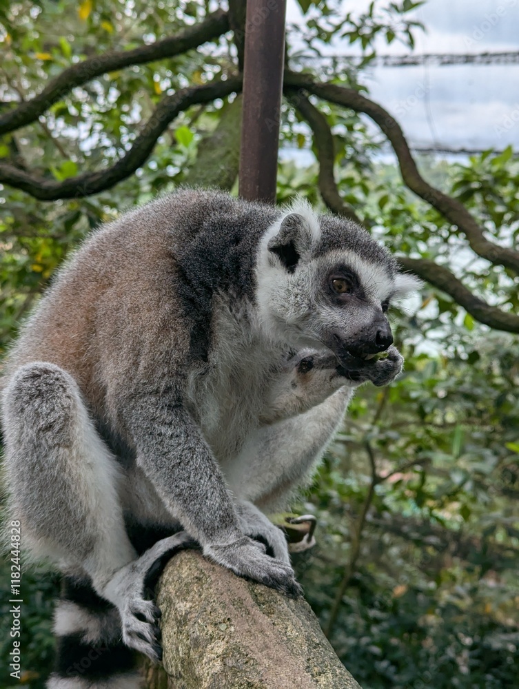 Fototapeta premium lemur on tree