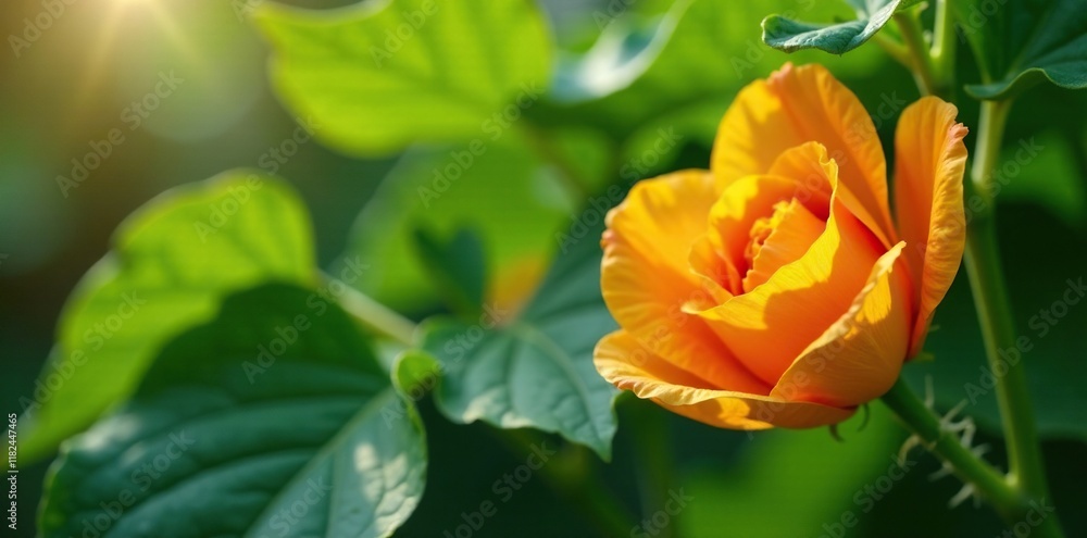 Delicate orange petals unfolding on a pumpkin vine, flowers, vines Delicate orange petals unfolding on a pumpkin vine, flowers, vines