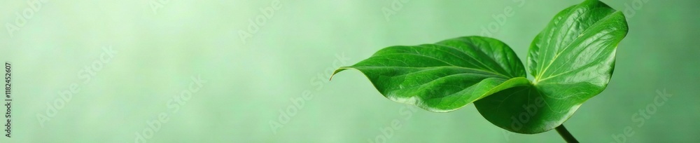 Fototapeta premium Isolated Philodendron with Single Stem and Leaf, leaf, monstera