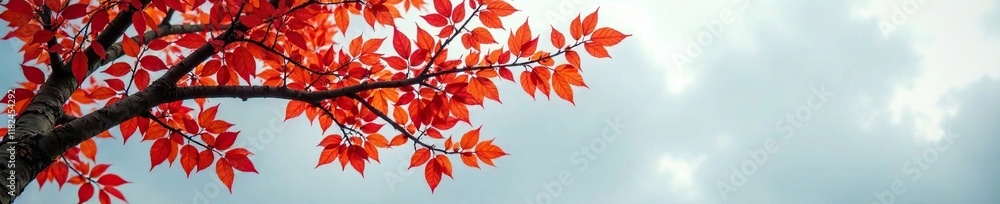Cornelian and deciduous tree branches against a grey sky, leaves, cornus suecica Cornelian and deciduous tree branches against a grey sky, leaves, cornus suecica