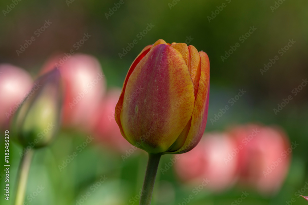Bright red and yellow color country Darwin tulips in bloom, bouquet of springtime flowering plants in the ornamental garden