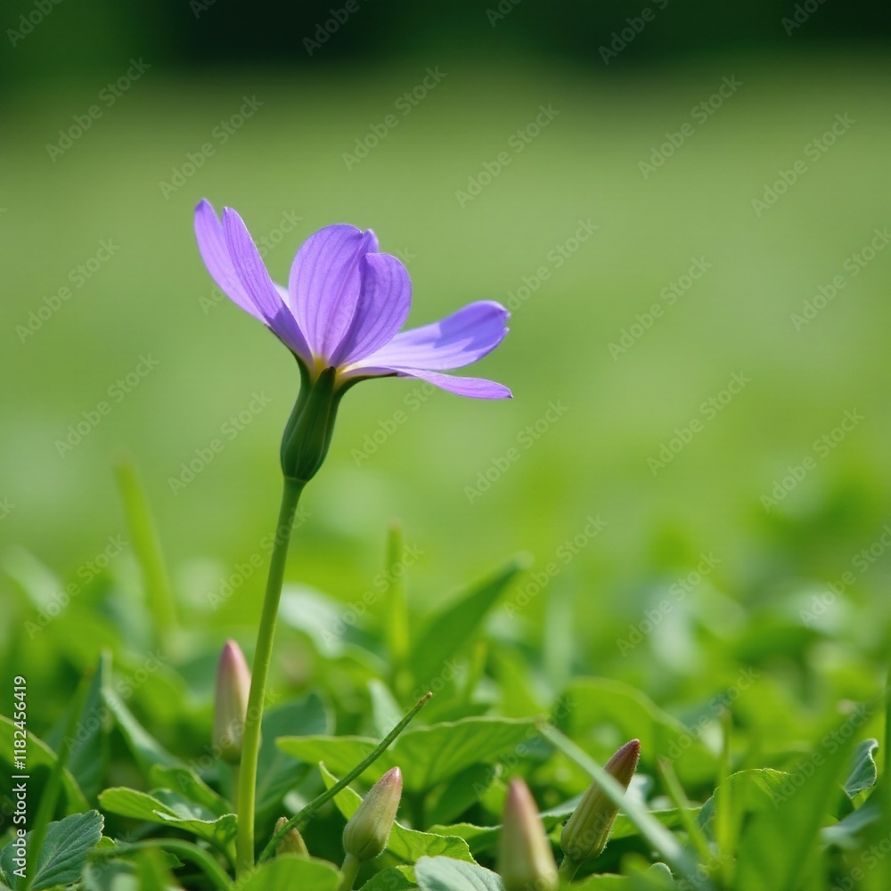 Low-growing flowering plant with blue purple flowers in meadow, green, bloom Low-growing flowering plant with blue purple flowers in meadow, green, bloom