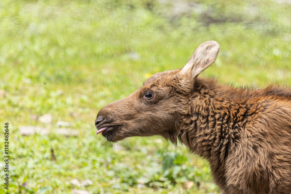 Fototapeta premium Junger Elch
