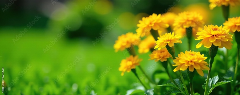 Yellow marigold flowers in a garden bed with lush green grass, garden, green, outdoorflowerbed Yellow marigold flowers in a garden bed with lush green grass, garden, green, outdoorflowerbed