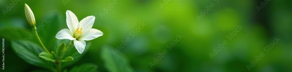 Fototapeta premium Single white freesia blooms on a stem amidst foliage, botanical, greenery, stem