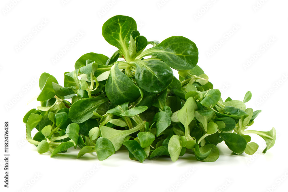 Fresh Lamb's Lettuce, isolated on white background. Fresh Lamb's Lettuce, isolated on white background.