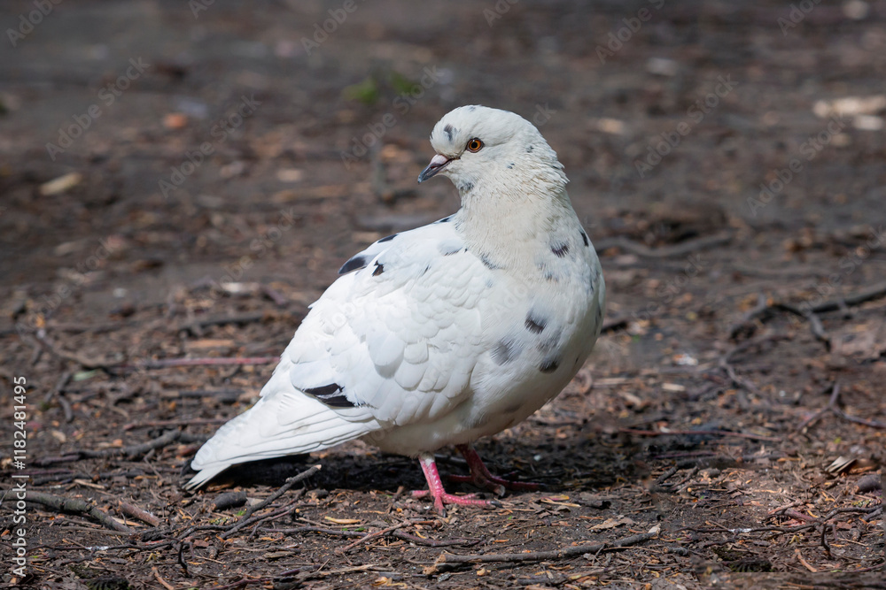 A white pigeon in close-up with black markings standing on the ground. A white pigeon in close-up with black markings standing on the ground.