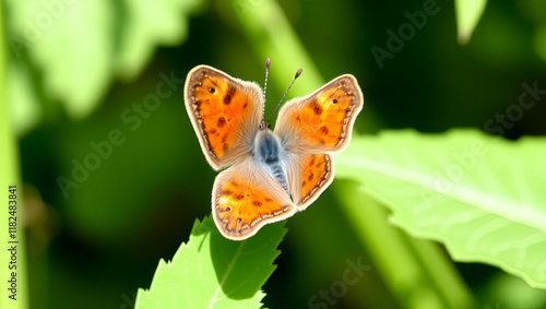 Lycaena tityrus, the sooty copper, is a butterfly of the family Lycaenidae, found in Europe. photo