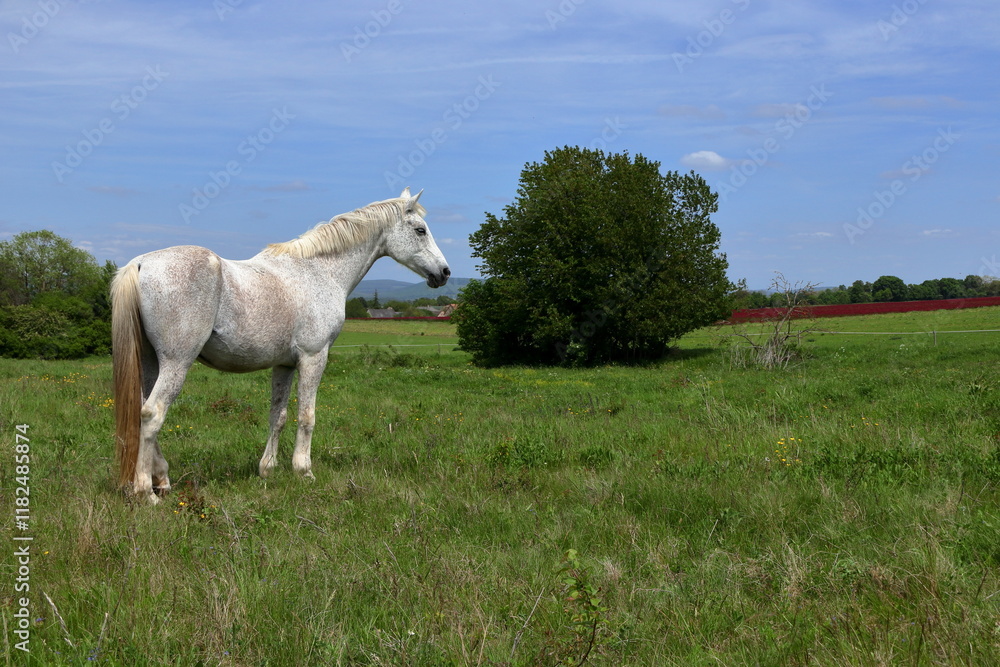 Majestic white horse. Majestic white horse.