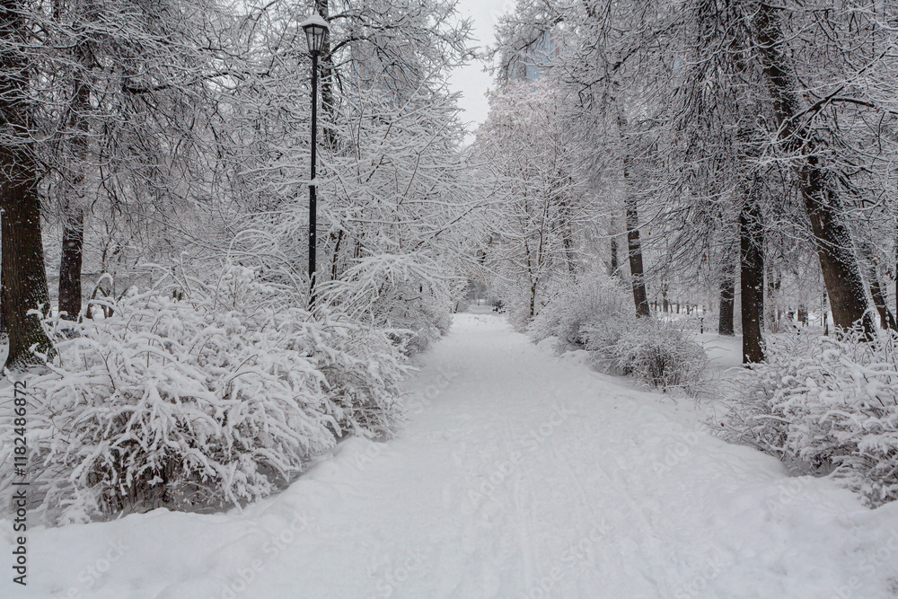 Fototapeta premium Winter forest in a park in Moscow, Russia. Beautiful snowy landscapes in the park. Seasonal changes and cold weather. Natural background with snow-covered trees.
