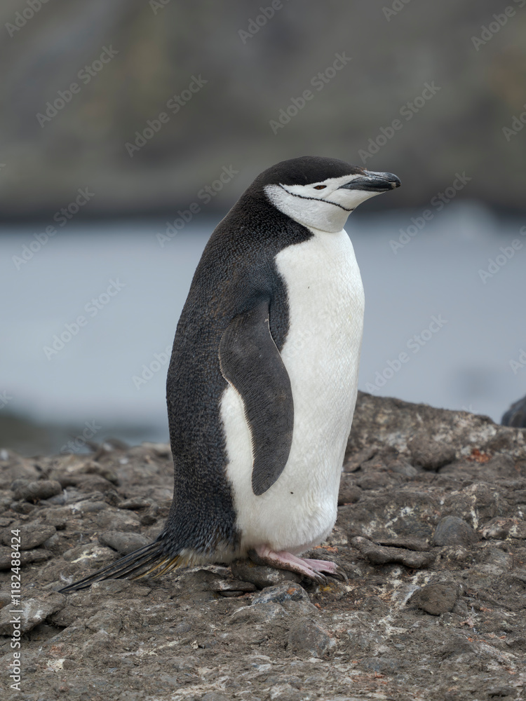 Naklejka premium Chinstrap penguin. Antarctica, South Shetland Islands, Barrientos Island