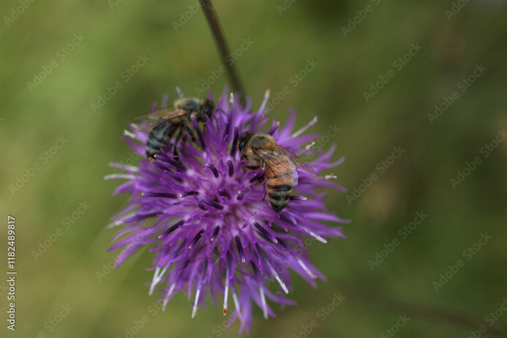European Honey Bee on Greater Knapweed Centaurea, Meadow of Tribil, Italy European Honey Bee on Greater Knapweed Centaurea, Meadow of Tribil, Italy
