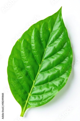 A single kaffir lime leaf isolated on a white background, green leaf, flora, botanical photo