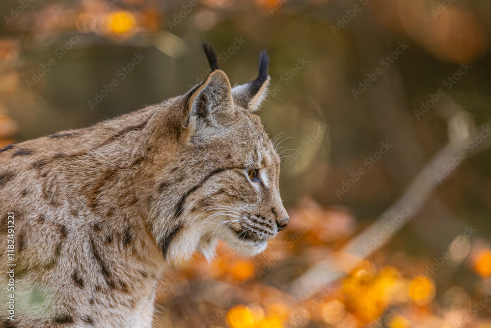 Fototapeta premium Luchs