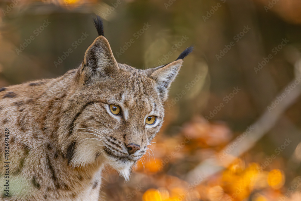 Fototapeta premium Luchs
