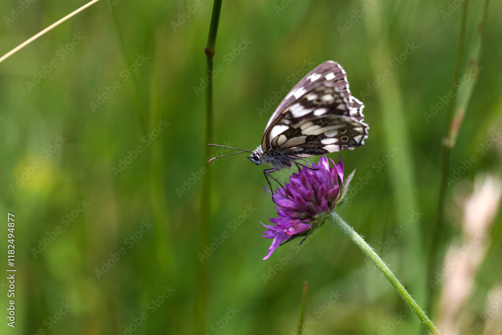 Marbled white butterfly on a Knautia flower Marbled white butterfly on a Knautia flower